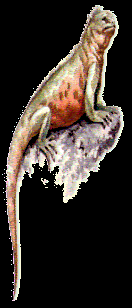 Iguana